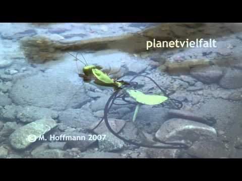 Youtube: Aus einer Fangschrecke schlüpft ein Saitenwurm, Neu-Guinea, parastic horsehair worm