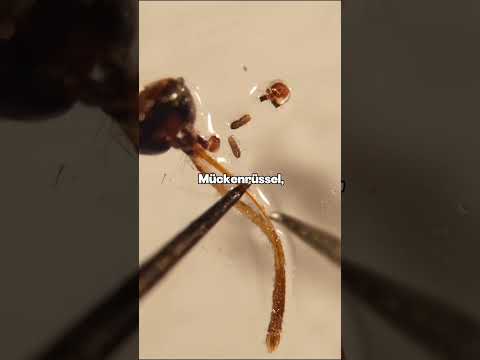 Youtube: Warum Wissenschaftler Mückenmünder als 3D-Druckdüsen verwenden