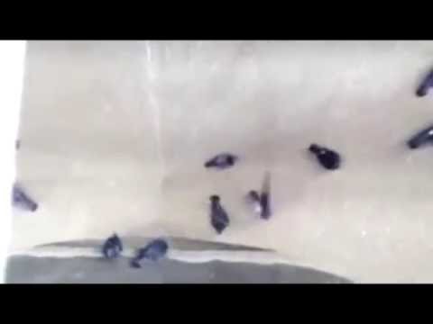 Youtube: Pigeons sucked into grain grinder