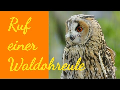 Youtube: Ruf einer Waldohreule