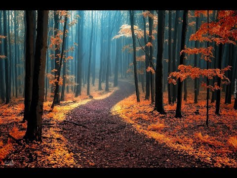 Youtube: AUTUMN LEAVES - Frank Sinatra