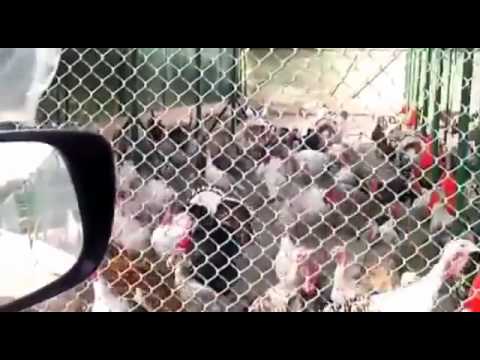 Youtube: Man Gobbles at Turkeys   Turkeys Gobble Back