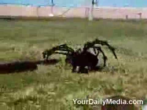 Youtube: spider dog