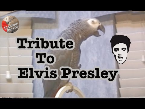 Youtube: Einstein's Tribute to Elvis Presley