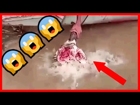 Youtube: PIRANHAS frisst einen KUH  komplett auf 😱 😱 😱