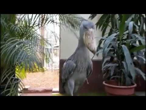 Youtube: When a shoebill comes to greet you, it sounds like a gunfight just broke out