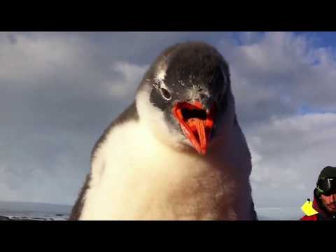 Youtube: Baby Penguin Jumps on Man's Belly