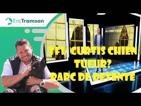 Youtube: (Elisa Pilarski) Curtis son chien euthanasié ou sauvé ?