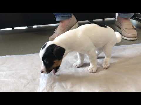 Youtube: Puppy vomits surprising item at the vets. @KevinJonesVet