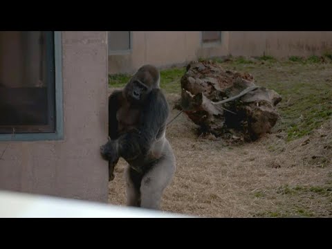 Youtube: What gorilla's upright walk could tell us about evolution