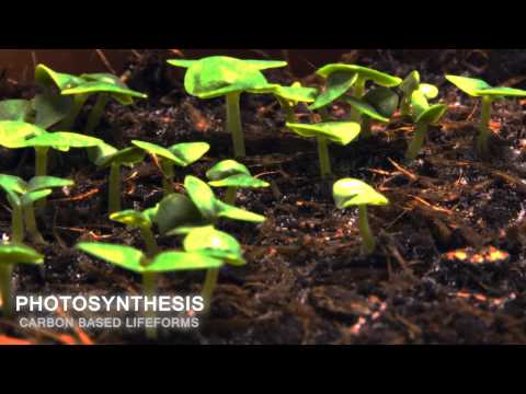Youtube: Carbon Based Lifeforms - Photosynthesis (World of Sleepers)