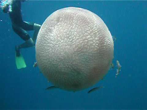 Youtube: Tioman giant jellyfish