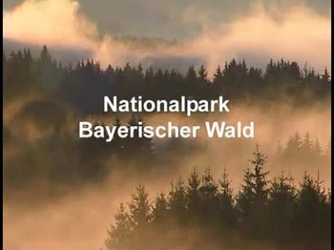 Youtube: Nationalpark Bayerischer Wald
