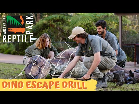 Youtube: Dinosaur Escapes at the Australian Reptile Park! | Australian Reptile Park