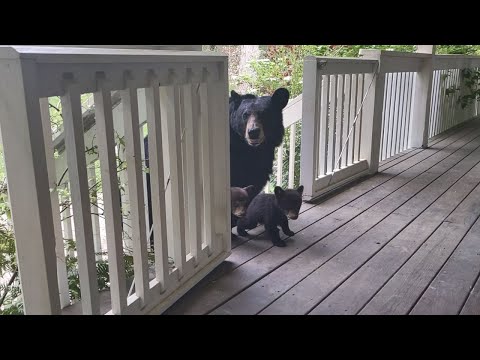 Youtube: OMG! BEAR SIMONE BROUGHT HER CUBS!