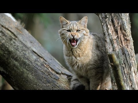 Youtube: Wilde Miezen - Die große Dokumentation über Katzen - Doku 2017 NEU *HD*