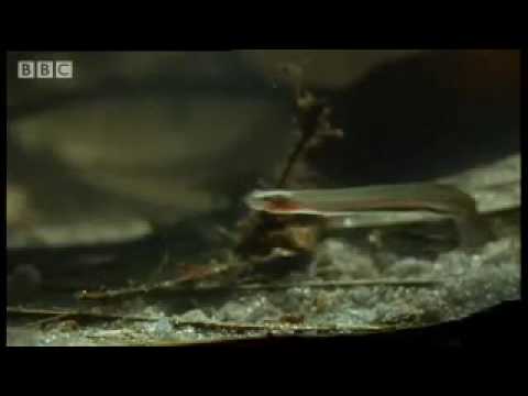 Youtube: Horror story: Candiru: the Toothpick Fish - Weird Nature - BBC animals