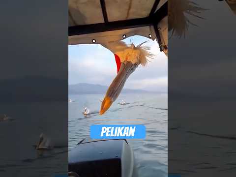 Youtube: Pelikan: Der Vogel mit dem Fisch-Staubsauger