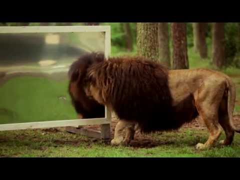Youtube: „Wie reagieren Löwen wenn sie sich selbst im Spiegel sehen?“ Der Serengeti-Park zeigt es!