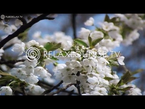Youtube: Entspannungsmusik - Orchester & Klassische Musik, Natur Bilder - CLASSIC MOODS