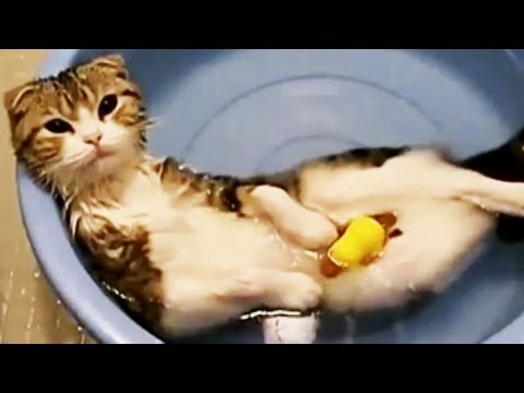 Youtube: Die besten Katzenvideos im Web