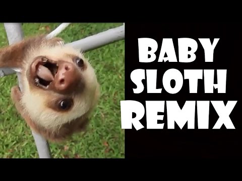 Youtube: Screaming Baby Sloth - Remix Compilation