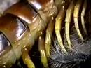 Youtube: giant centipede vs tarantula