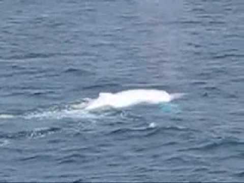 Youtube: Migaloo - White Hump Back Whale on The Great Barrier Reef