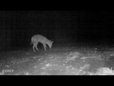 Youtube: Camera trap catches a wolf eating an oral rabies vaccine | Science News