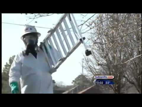 Youtube: 2,000 black birds fall from the sky in beebe arkansas