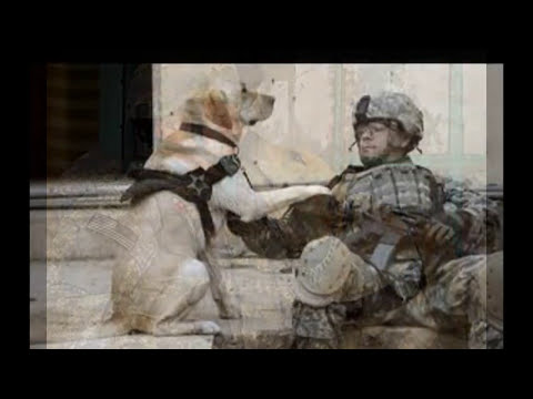 Youtube: 'Dogs Of War' Tribute