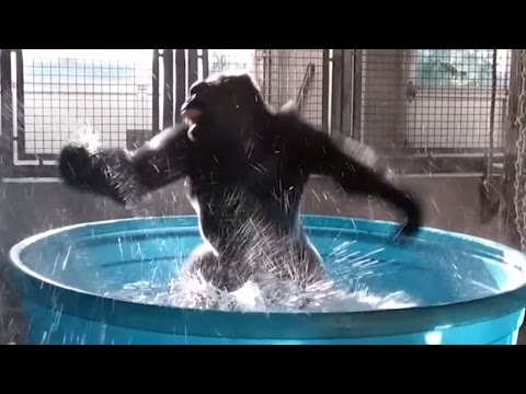Youtube: Watch Gorilla's Latest Dance Moves as He Makes a Splash in Kiddie Pool