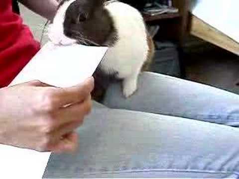 Youtube: Bunny letter opener 兔肉開信機