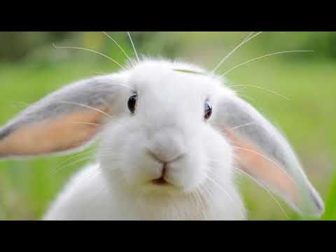 Youtube: Animal Sounds (Rabbit) | Rabbit Sounds Effects