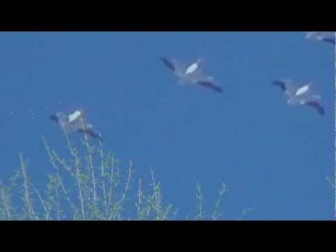 Youtube: Squadron of UFO Aliens Shapeshifters into Birds ???