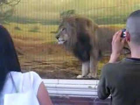 Youtube: Wacky Lions