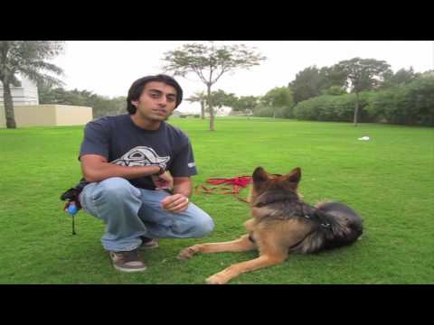 Youtube: How to teach ANY dog to Come when called!