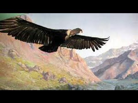 Youtube: El Condor Pasa - Paul Simon &  Garfunkel