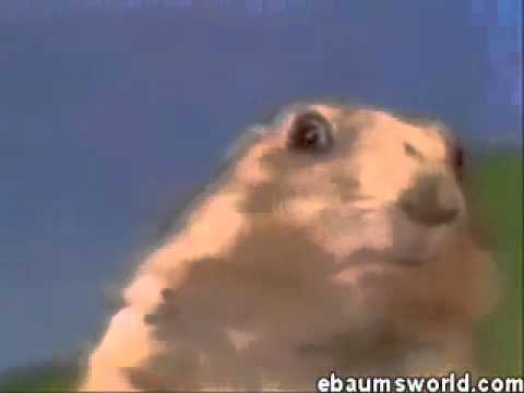 Youtube: Wiewiórka (Dam dam dam... ta dam)