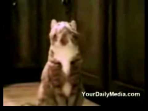 Youtube: Cute Little Cat Say's Mama?!