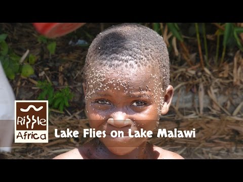 Youtube: Lake Flies on Lake Malawi - RIPPLE Africa
