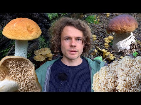 Youtube: Die 10 besten Pilze für Anfänger - Einfach zu bestimmen - Teil 1