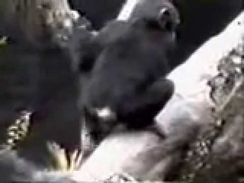 Youtube: Affe auf dem Baum