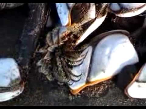 Youtube: Alien Sea Creature Metropolis
