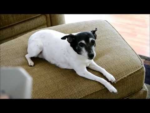 Youtube: Dazer Ultrasonic Dog Deterrent Repellant Field Test: Does it Work?