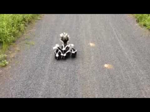 Youtube: Family of skunks meet bicyclist