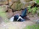 Youtube: Sperber ertränkt Elster / sparrow hawk drowns magpie