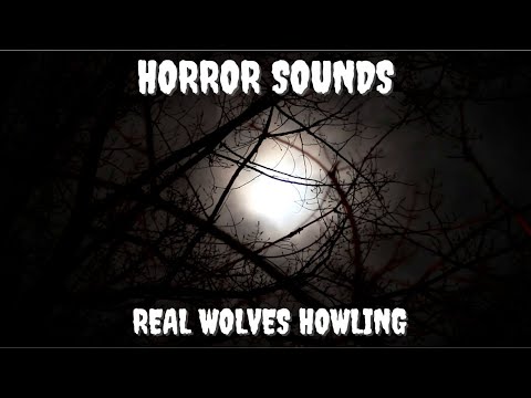 Youtube: Scary music, horror music, creepy sounds - wolf howls under the full moon