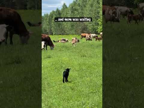 Youtube: Baby Lamb Reunites With Mom After Vet Checkup 🥹