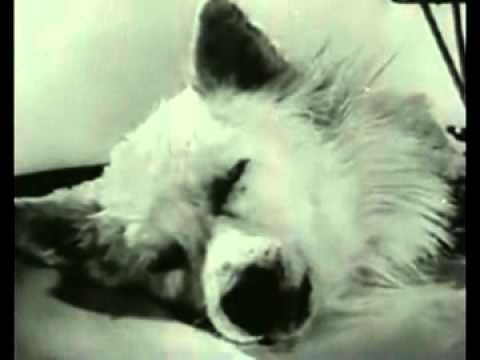 Youtube: Russian Dog Head Isolation Transplant